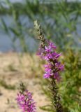 Lythrum salicaria. Верхушка цветущего растения. Татарстан, г. Казань, берег р. Казанка, у Кремлёвской транспортной дамбы. 12.08.2021.