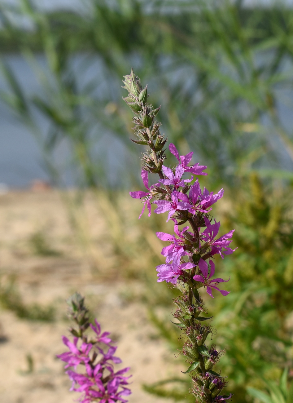 Image of Lythrum salicaria specimen.