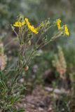 Potentilla taurica. Верхушка цветущего растения. Краснодарский край, Абинский р-н, окр. станицы Эриванской, гора Шизе, горная степь. 29.05.2021.