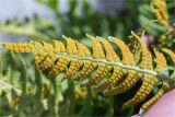 Polypodium vulgare. Верхняя часть вайи с сорусами (вид на абаксиальную поверхность). Ленинградская обл., Выборгский р-н, Финский залив, о-в Вихревой, заросшая Cladonia скала. 09.08.2020.