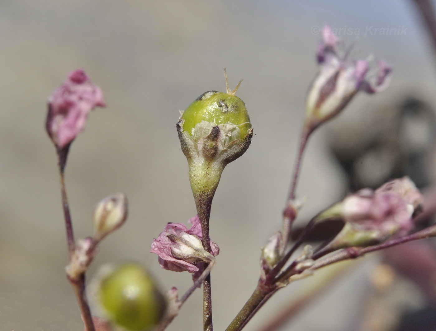 Image of Gypsophila pacifica specimen.