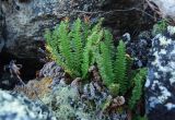 Dryopteris fragrans