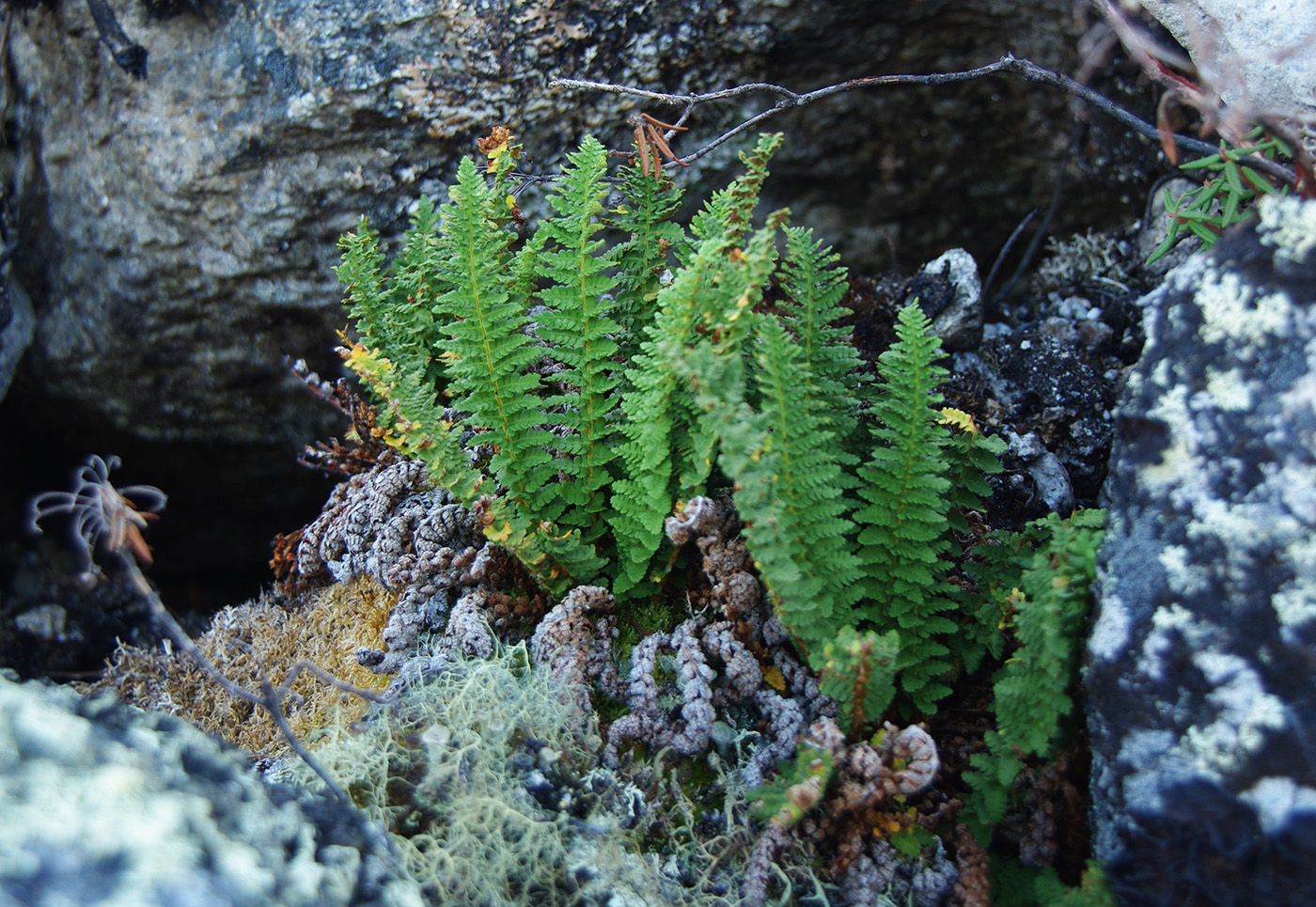 Image of Dryopteris fragrans specimen.