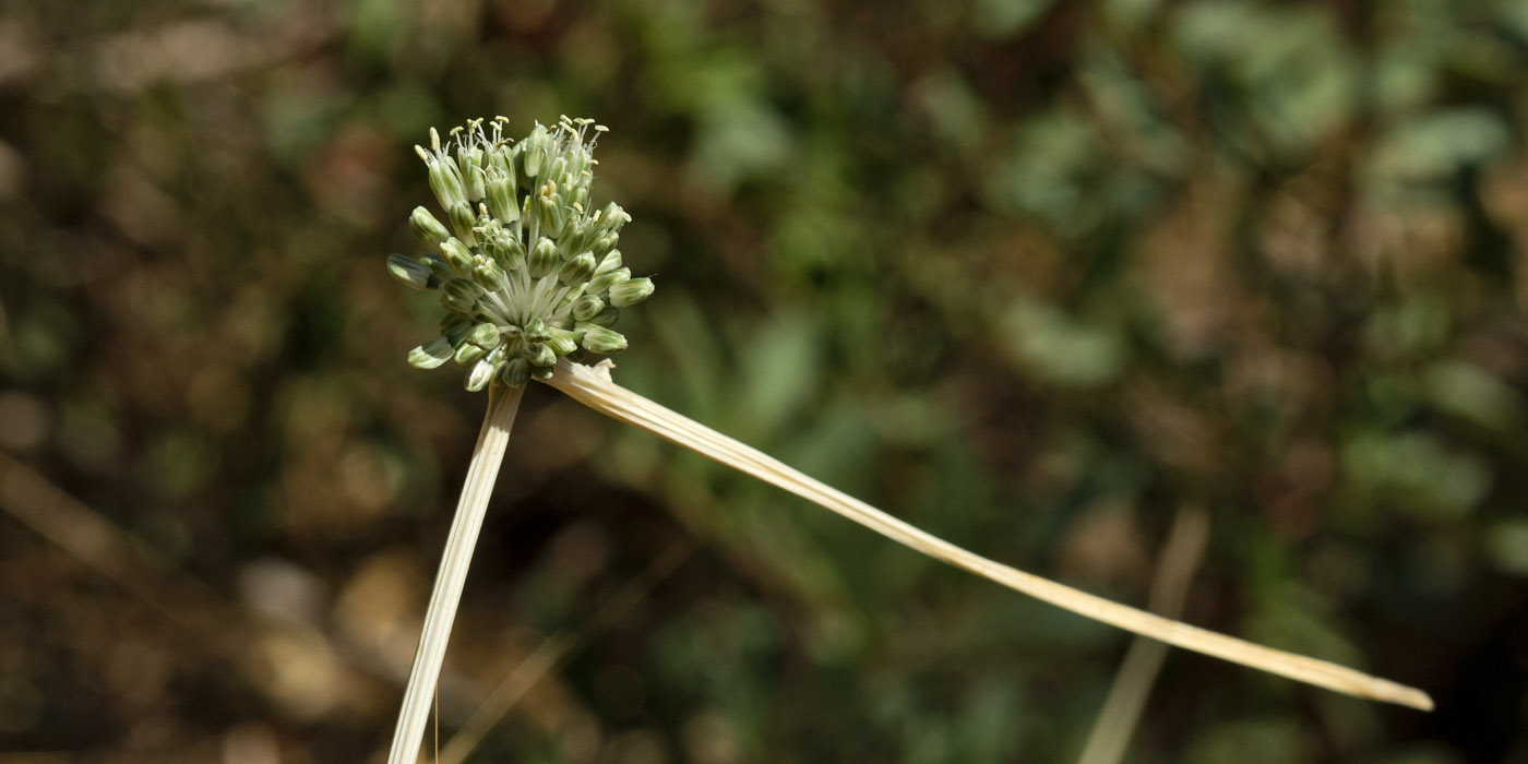 Image of Allium chamaespathum specimen.