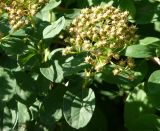 genus Spiraea