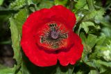 Papaver umbonatum