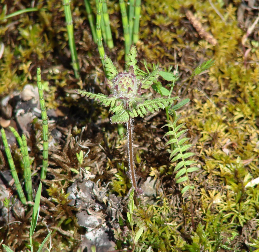 Изображение особи Pedicularis verticillata.