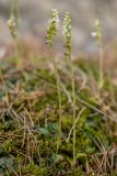 Goodyera repens. Цветущие растения. Кабардино-Балкария, Чегемский р-н, Чегемское ущелье, долина р. Гара-Аузу Су, окр. альплагеря \"Чегем\", сосновый лес, замшелые валуны. 05.08.2021.