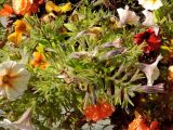 Petunia &times; atkinsiana