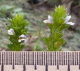 Euphrasia pectinata. Верхушки побегов с цветками. Кабардино-Балкария, Черекский р-н, Кабардино-Балкарский высокогорный заповедник, Черек-Безенгийское ущелье, ≈ 2100 м н.у.м., морена у места впадения руч. Жигинжи-Су в реку Черек-Безенгийский. 16.08.2021.