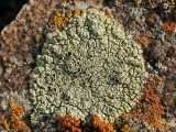 Lecanora argopholis. Таллом с апотециями на камне. Казахстан, Алмаатинская обл., возле вдхр. Капчагай, скальные выходы в полупустынной зоне. 02.03.2019.