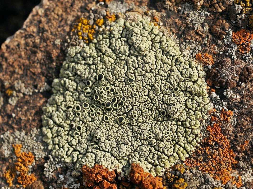 Изображение особи Lecanora argopholis.