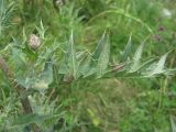 Cirsium balkharicum