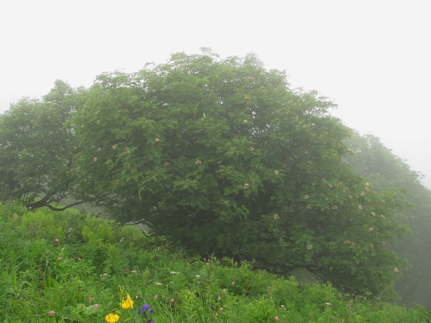 Image of Sorbus aucuparia specimen.