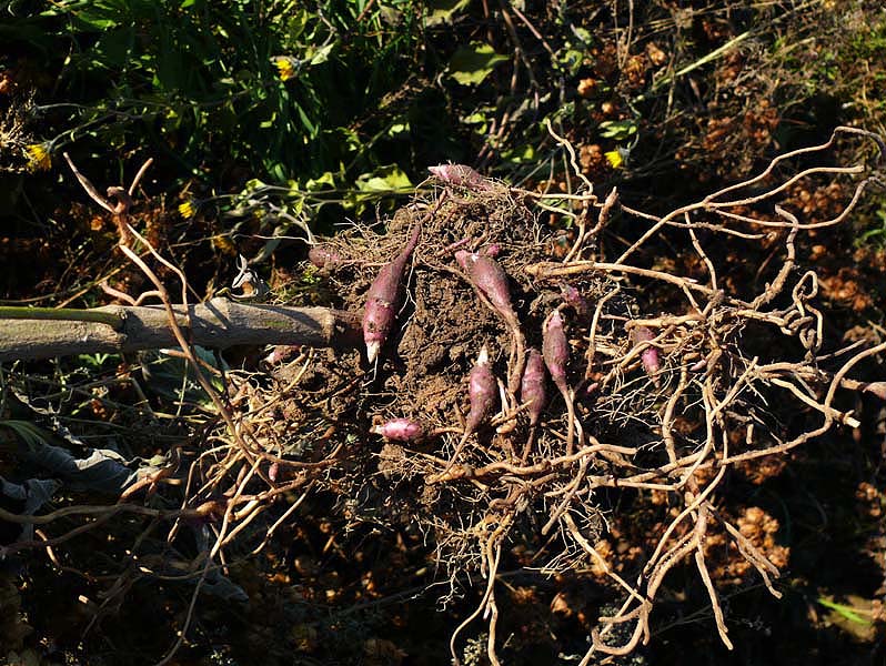 Image of Helianthus tuberosus specimen.