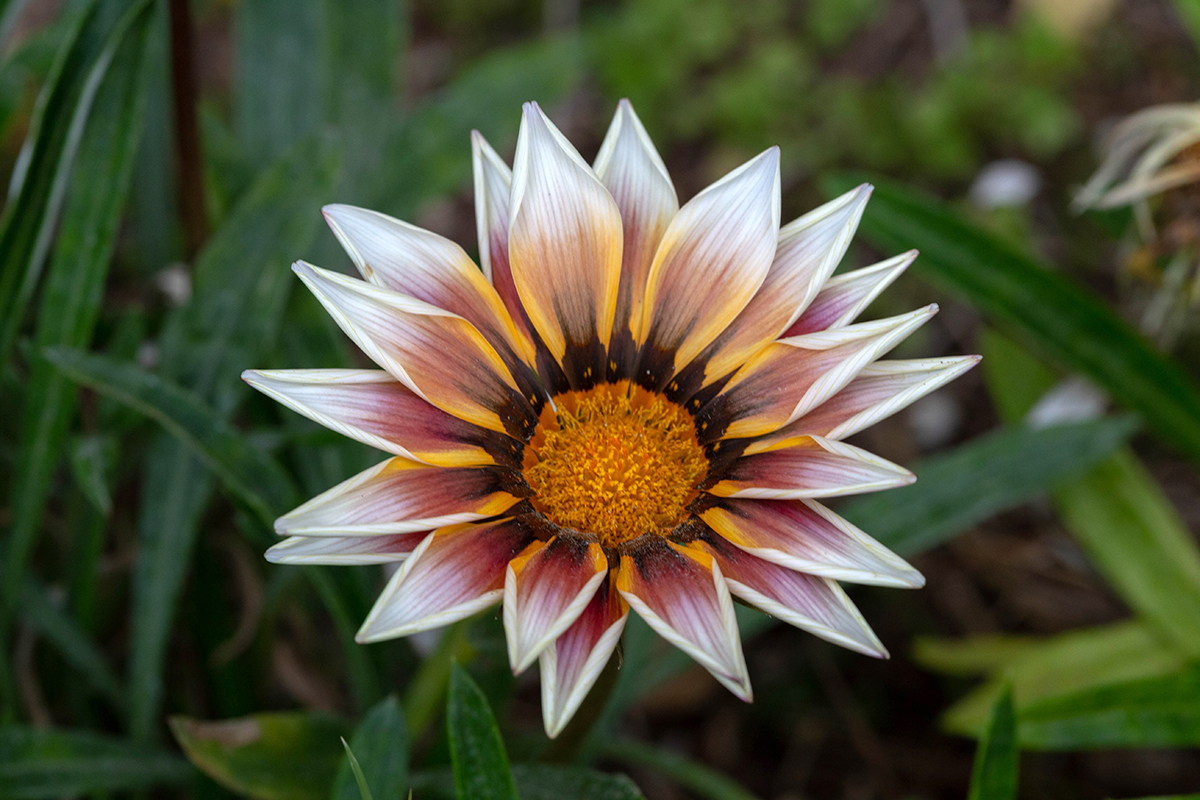 Image of Gazania × hybrida specimen.