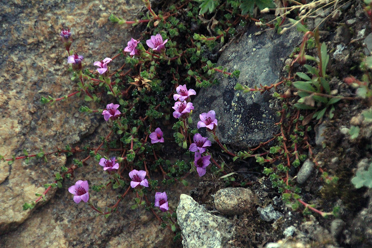 Image of Saxifraga asiatica specimen.