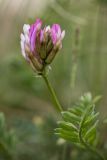 Astragalus physodes. Соцветие. Калмыкия, Целинный р-н, окр. села Троицкое, балка Каменная, степной склон. 17.04.2022.