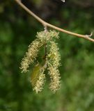 Morus alba