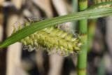 Carex vesicaria