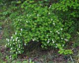 Physocarpus ribesifolia. Цветущее растение. Приморский край, окр. г. Дальнегорск, падь Партизанская, известняковый каменистый склон. 11.06.2022.