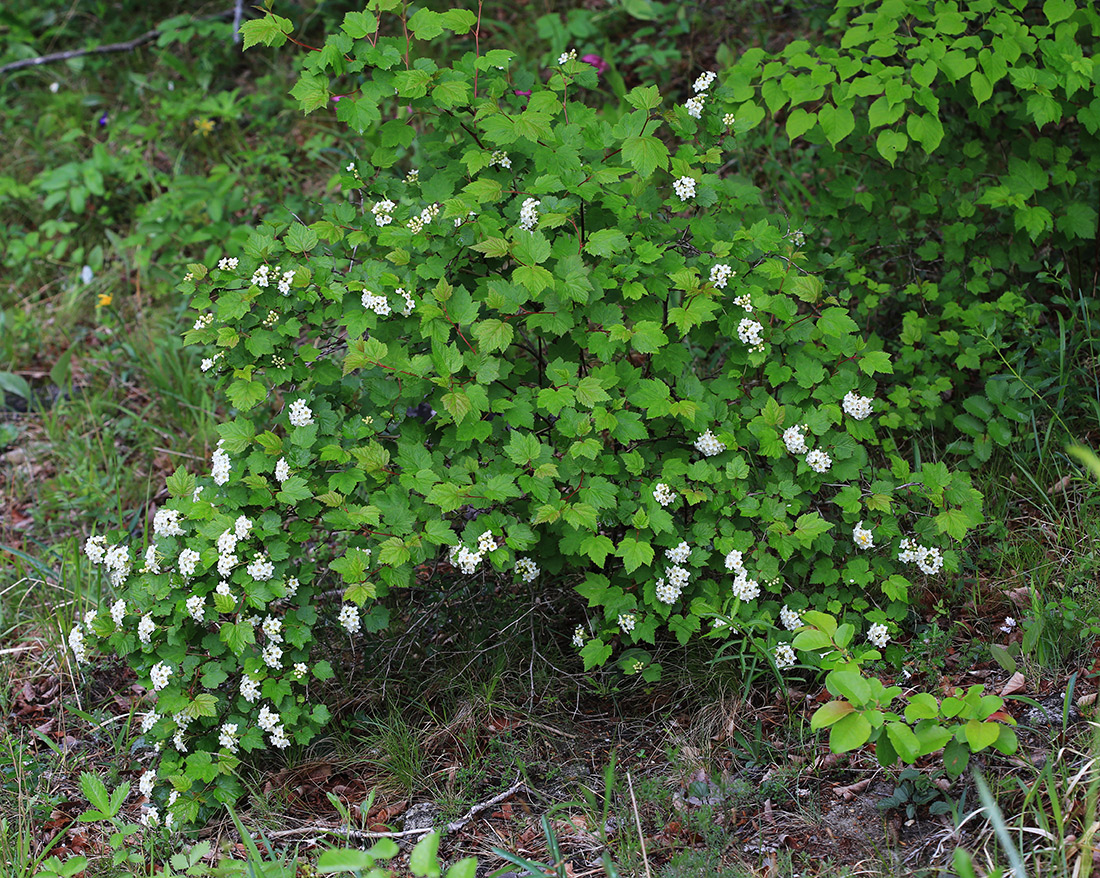 Image of Physocarpus ribesifolia specimen.