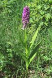 Dactylorhiza incarnata. Цветущее растение. Крым, Долгоруковская яйла, ручей Суботхан. 9 июня 2010 г.