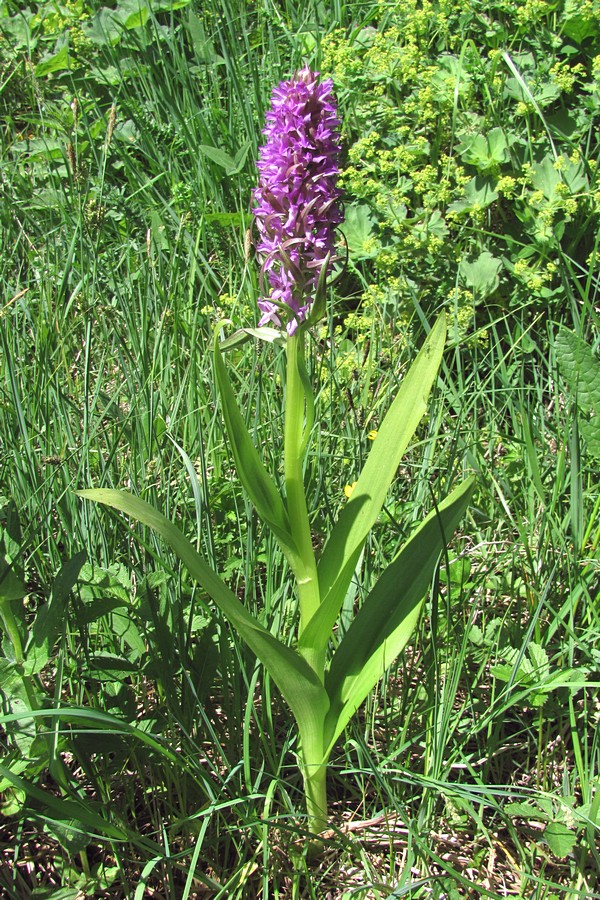 Изображение особи Dactylorhiza incarnata.