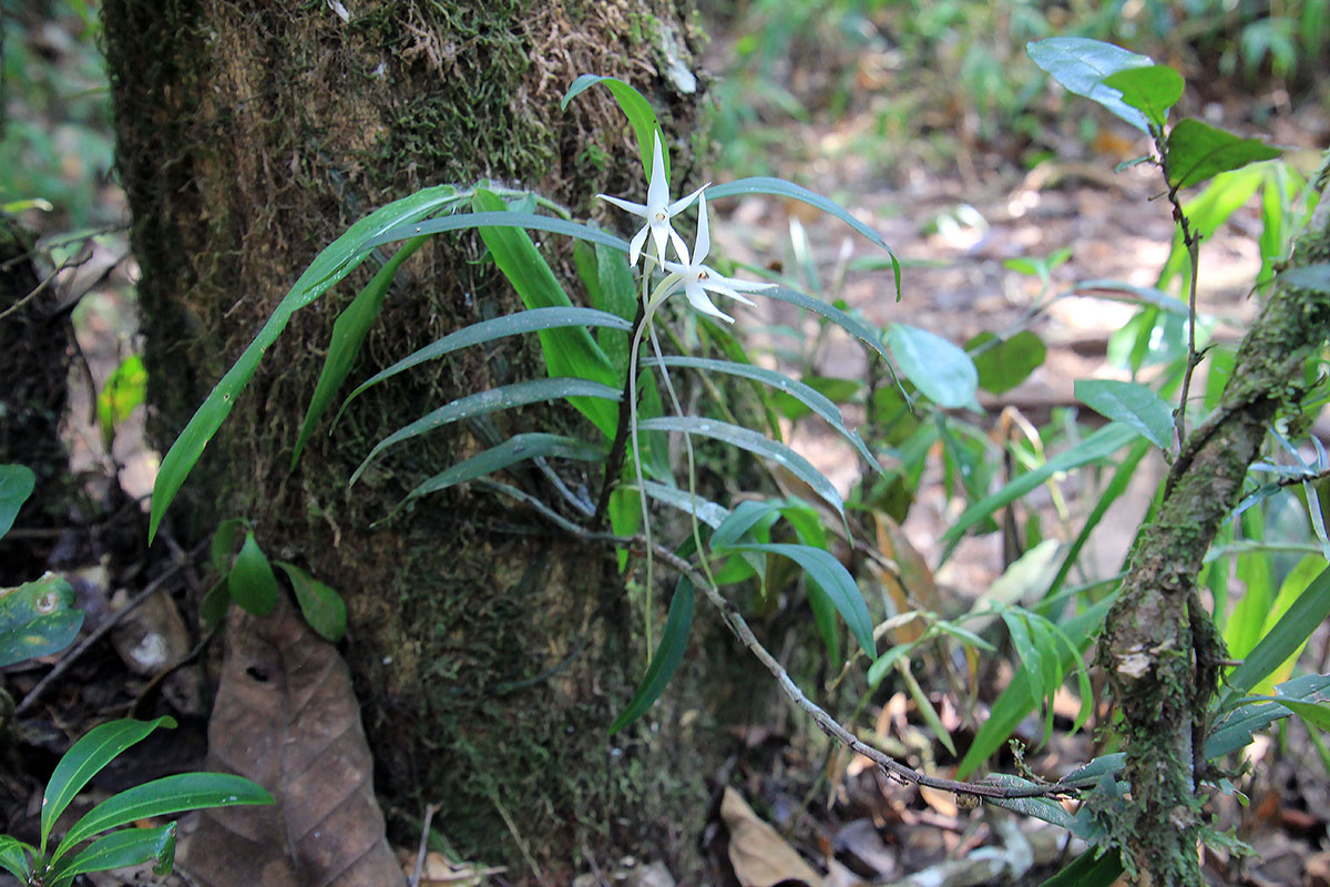 Изображение особи род Angraecum.