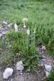 Plantago urvillei. Цветущее растение. Республика Ингушетия, Джейрахский р-н, окр. ур. Ний, высота 1780 м н.у.м, каменистый участок на краю луга. 20 июня 2022 г.