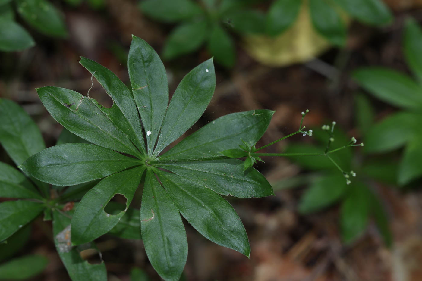 Image of Galium odoratum specimen.