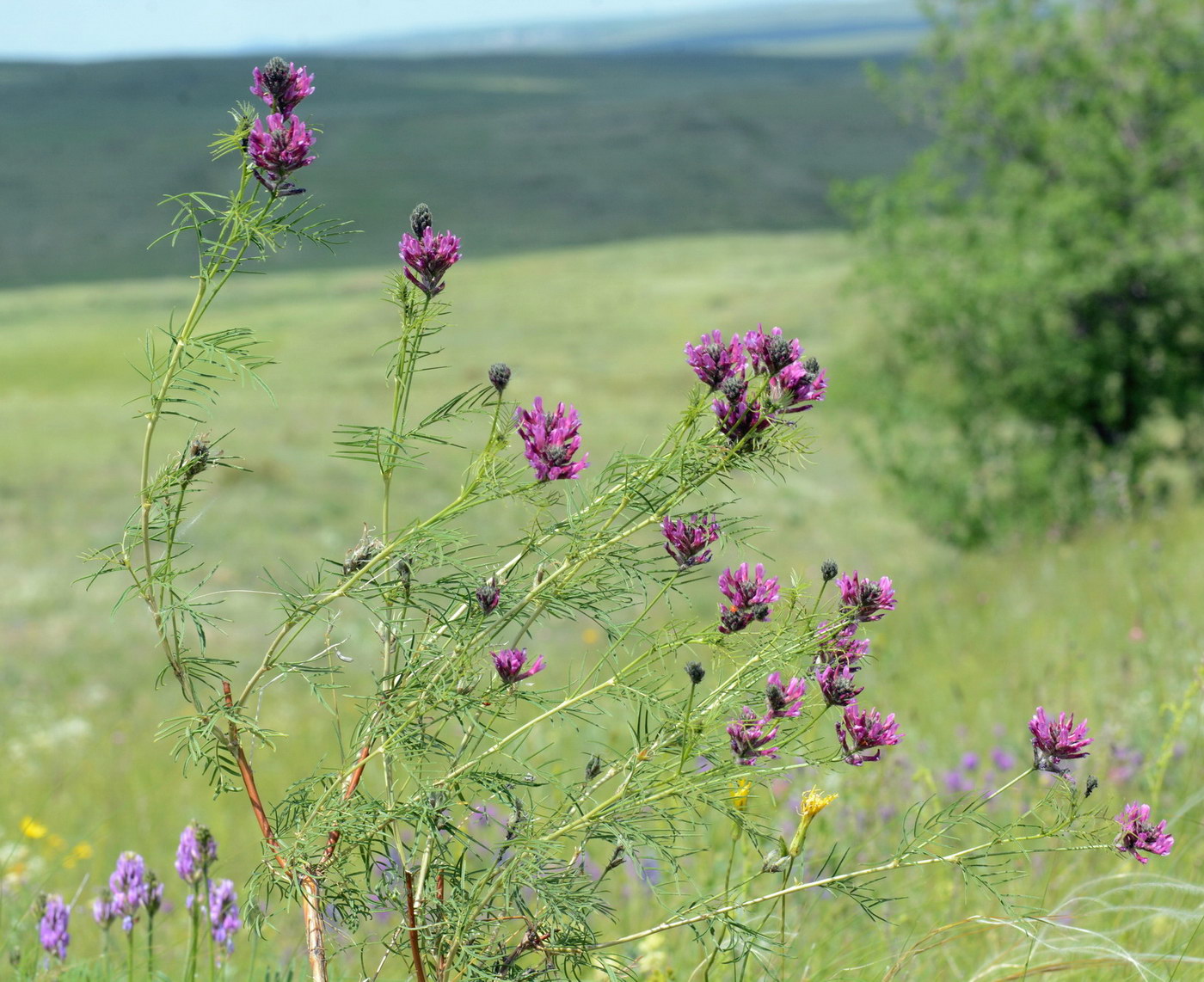 Image of Astragalus cornutus specimen.