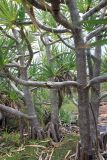 genus Pandanus. Стволы и ветви. Австралия, штат Северная Территория, графство Западный Арнем, национальный парк \"Kakadu\", окр. Nourlangie rock. 18.12.2010.
