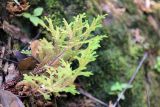 genus Selaginella