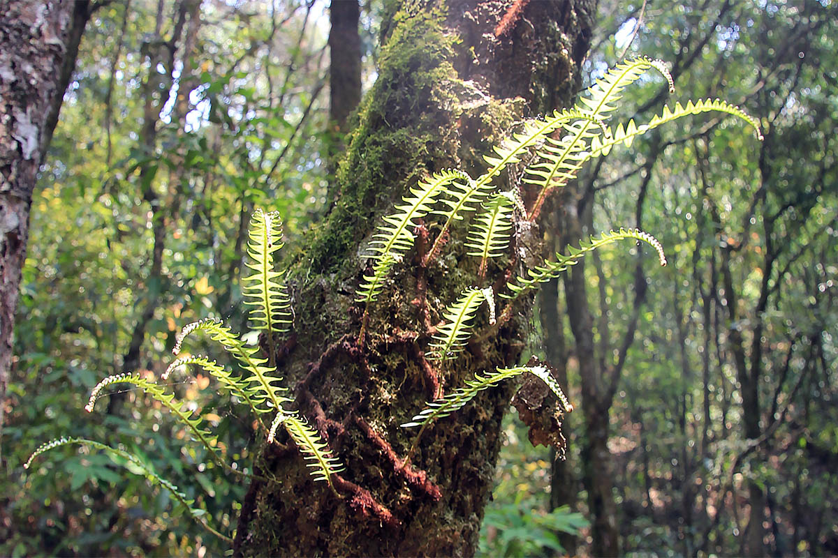 Image of familia Polypodiaceae specimen.