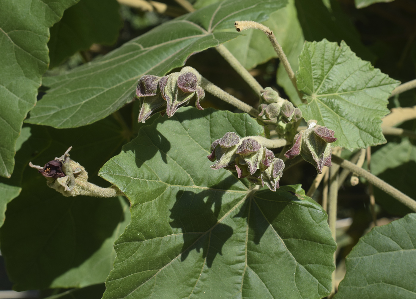 Изображение особи Phymosia umbellata.