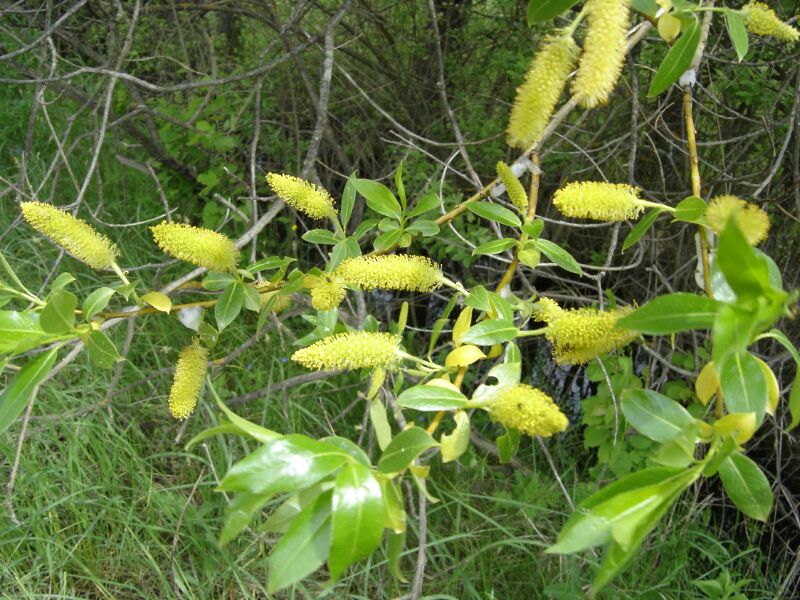 Image of Salix pentandra specimen.