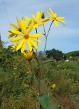 Helianthus tuberosus. Верхушка цветущего растения. Приморский край, Партизанский р-н, западные окр. Партизанской ГРЭС, пустырь. 19.09.2021.