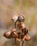 Scheuchzeria palustris. Плоды. Калужская обл., Спас-Деменский р-н, Большое Игнатовское болото, северо-западный сектор. 09.09.2022.