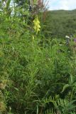 Linaria vulgaris. Цветущее растение в сообществе с Vicia sepium, V. cracca, Chamaenerion angustifolium и Lathyrus pratensis. Мурманская обл., Кольский р-н, долина р. Титовка ниже автодороги А138 Мурманск — Печенга, окр. Мельничных водопадов, верхняя часть склона долины, травяно-кустарничковый березняк, поляна, разнотравный луг. 02.08.2022.