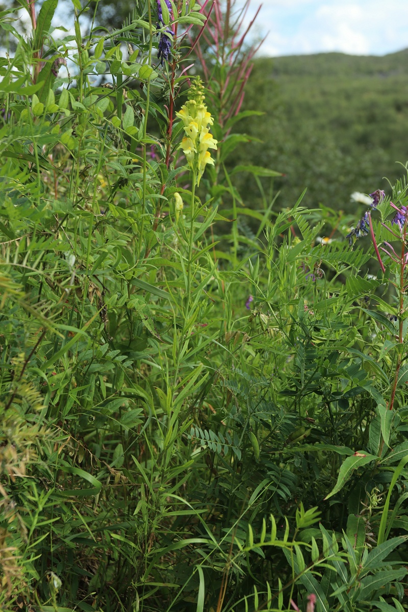 Image of Linaria vulgaris specimen.