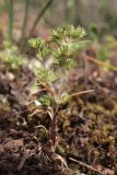 Scleranthus verticillatus. Цветущее растение. Крым, Севастополь, окр. с. Черноречье, можжевеловое редколесье. 01.05.2022.