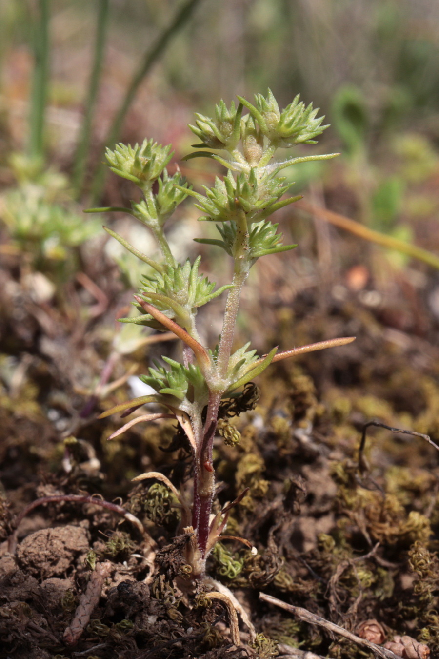 Image of Scleranthus verticillatus specimen.