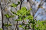 Sorbus aucuparia. Верхушка ветви с молодыми листьями. Самарская обл., Жигулёвский заповедник, гора Стрельная, опушка смешанного леса. 02.05.2021.