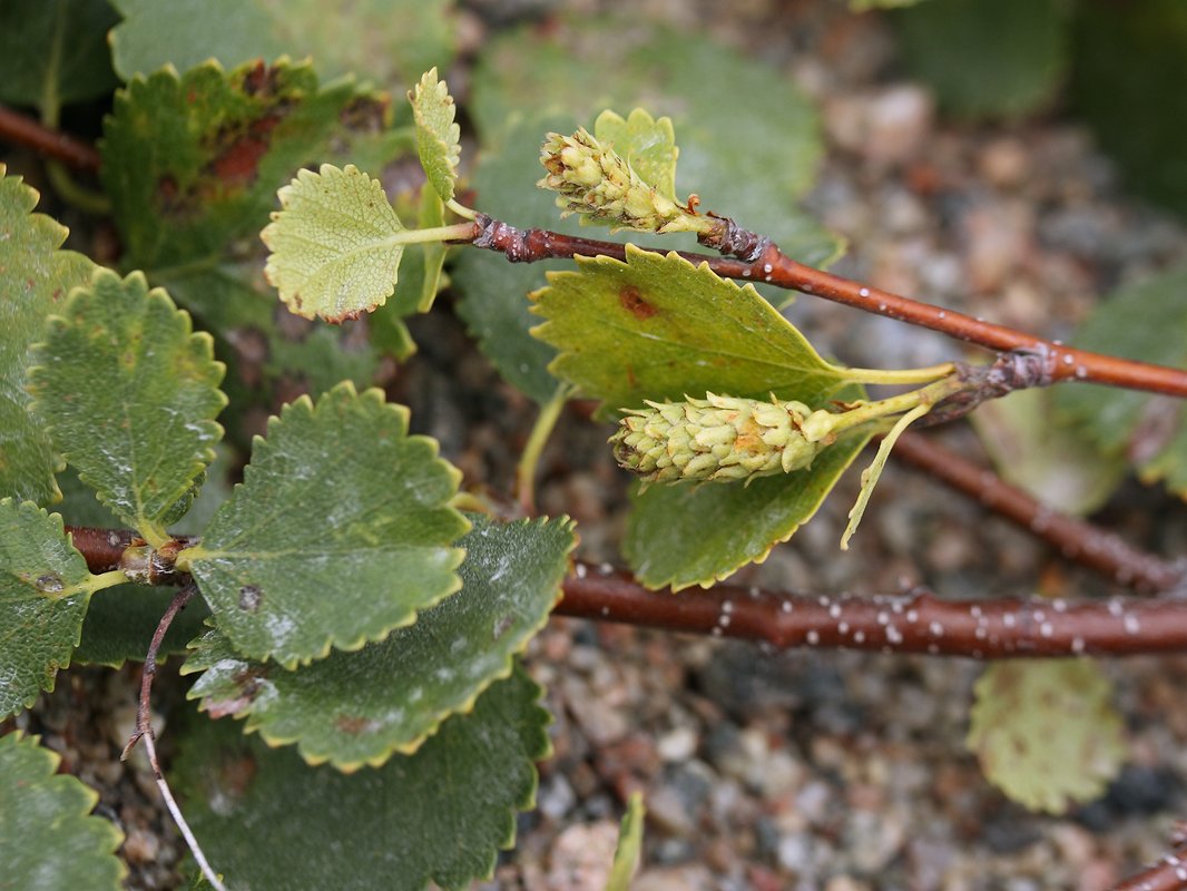 Image of Betula &times; kusmisscheffii specimen.