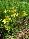Hypericum perforatum
