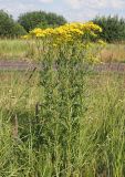 Senecio erucifolius. Группа цветущих растений. Ульяновская обл., Мелекесский р-н, окр. с. Сабакаево, местами поросший ивняком солонцеватый луг. 07.08.2022.