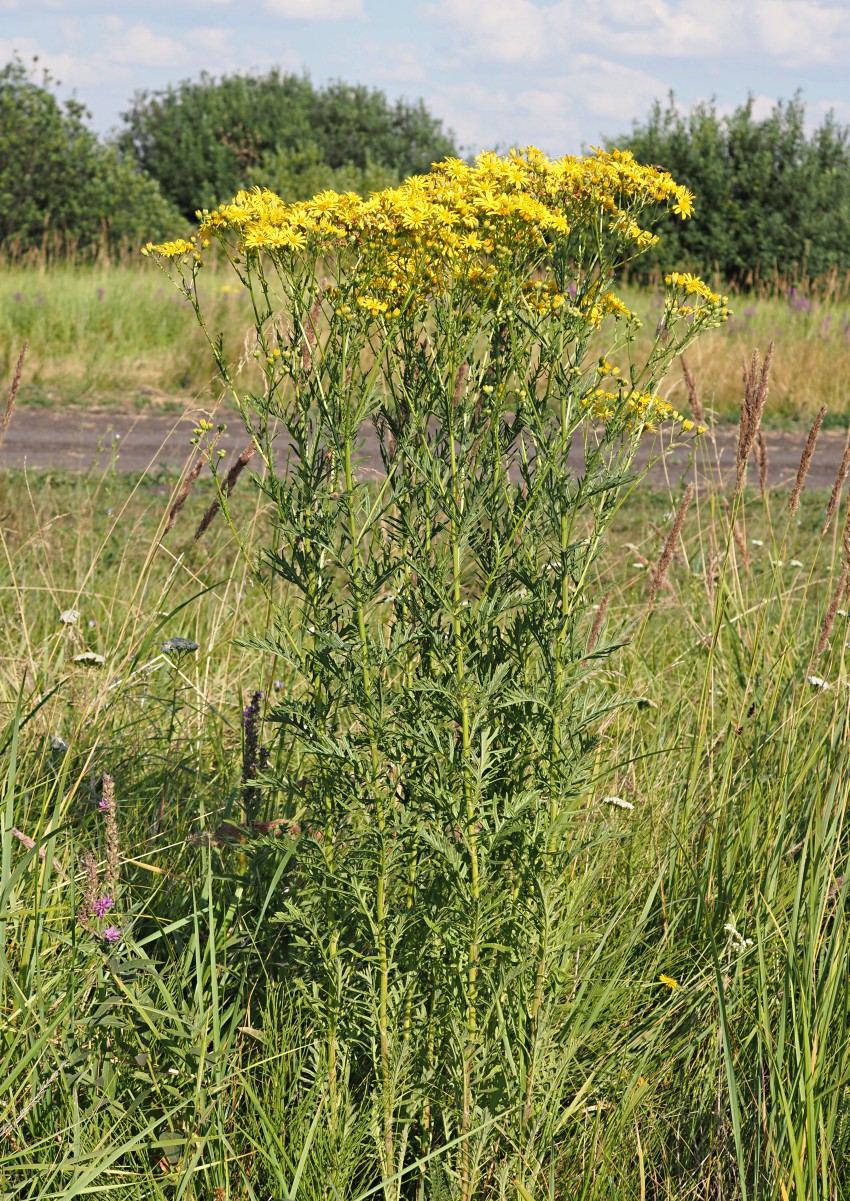 Image of Senecio erucifolius specimen.