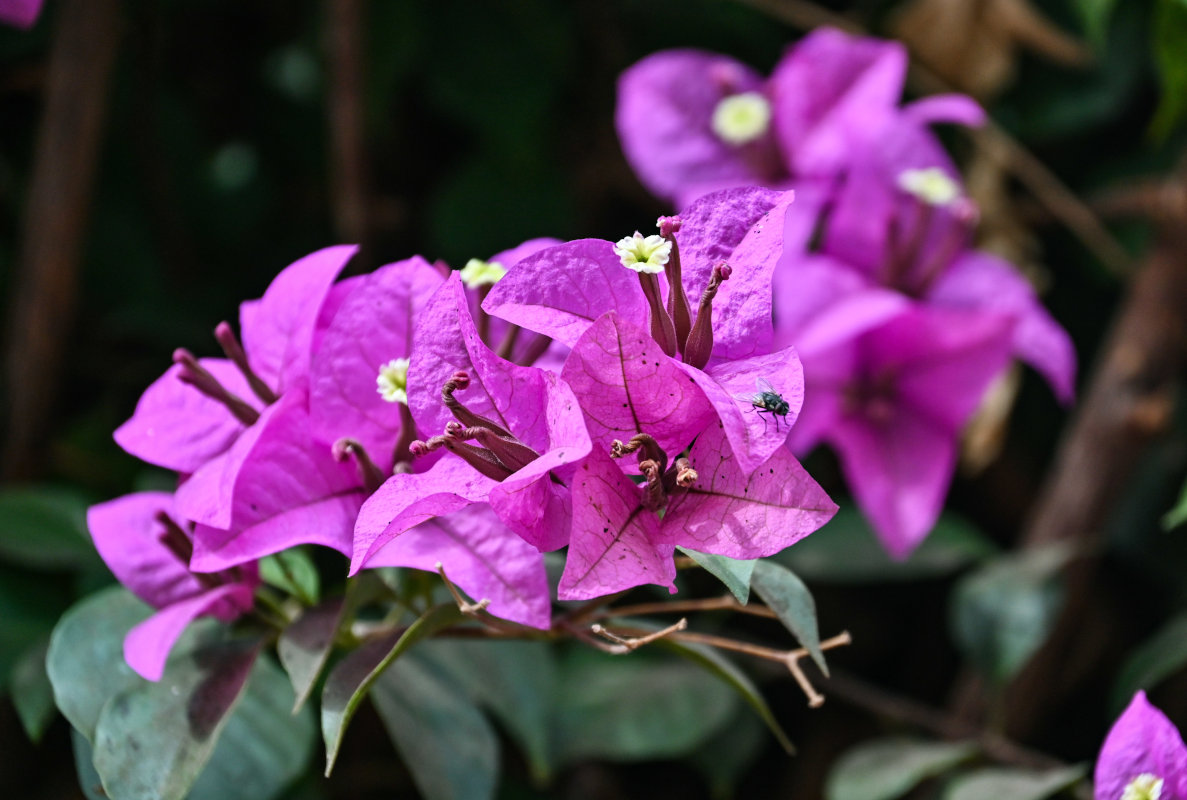 Image of Bougainvillea glabra specimen.