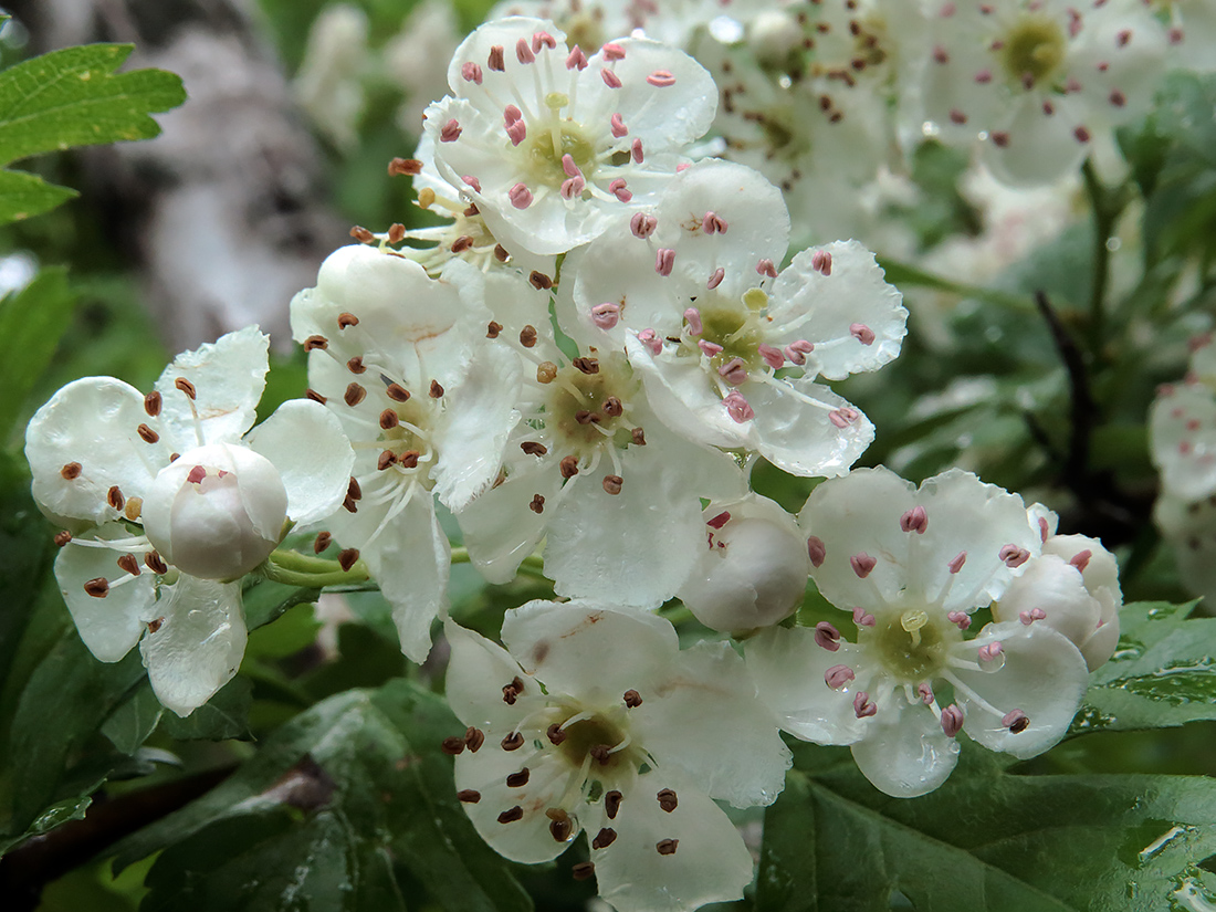 Image of Crataegus monogyna specimen.